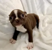 Greta, a female Boston Terrier for sale in Cincinnati, OH – 7 of 10