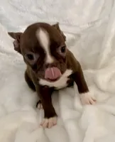 Greta, a female Boston Terrier for sale in Cincinnati, OH – 5 of 10