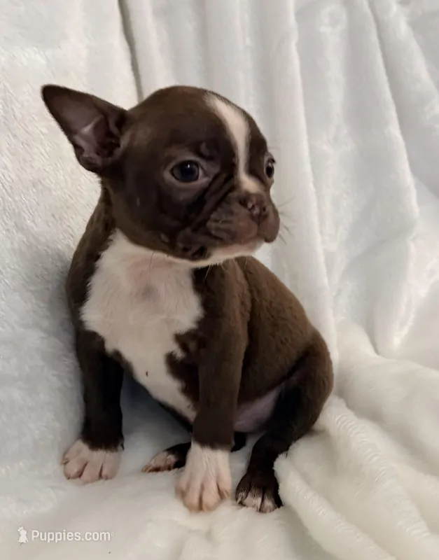 Greta – Boston Terrier puppy for sale in Cincinnati, OH