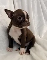 Greta, a female Boston Terrier for sale in Cincinnati, OH – 1 of 10