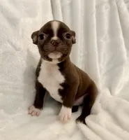 Greta, a female Boston Terrier for sale in Cincinnati, OH – 3 of 10