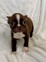 Greta, a female Boston Terrier for sale in Cincinnati, OH – 6 of 10