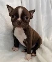 Greta, a female Boston Terrier for sale in Cincinnati, OH – 2 of 10