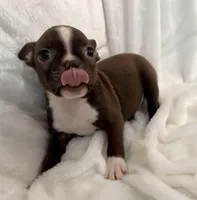 Greta, a female Boston Terrier for sale in Cincinnati, OH – 4 of 10