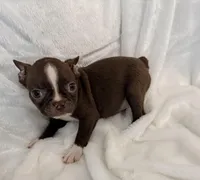 Greta, a female Boston Terrier for sale in Cincinnati, OH – 9 of 10