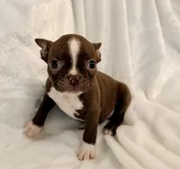 Greta, a female Boston Terrier for sale in Cincinnati, OH – 8 of 10