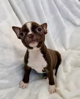 Greta, a female Boston Terrier for sale in Cincinnati, OH – 10 of 10