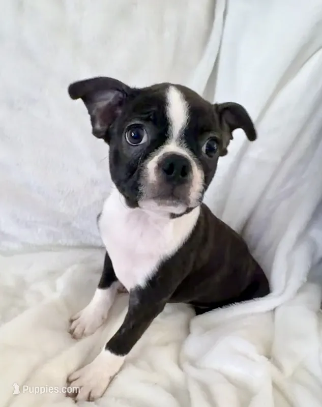 Winston  – Boston Terrier puppy for sale in Cincinnati, OH