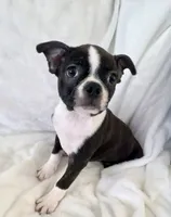 Winston , a male Boston Terrier for sale in Cincinnati, OH – 1 of 6