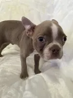 Chester - Lilac Male, a male Boston Terrier for sale in Cincinnati, OH – 2 of 6