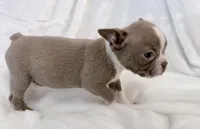 Walter, a male Boston Terrier for sale in Cincinnati, OH – 10 of 10