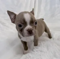 Walter, a male Boston Terrier for sale in Cincinnati, OH – 5 of 10