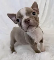 Walter, a male Boston Terrier for sale in Cincinnati, OH – 8 of 10
