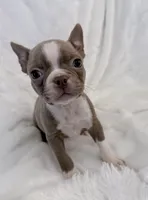 Walter, a male Boston Terrier for sale in Cincinnati, OH – 3 of 10