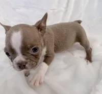 Walter, a male Boston Terrier for sale in Cincinnati, OH – 7 of 10
