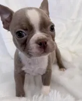 Walter, a male Boston Terrier for sale in Cincinnati, OH – 2 of 10