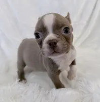 Walter, a male Boston Terrier for sale in Cincinnati, OH – 4 of 10