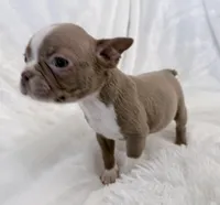 Walter, a male Boston Terrier for sale in Cincinnati, OH – 9 of 10