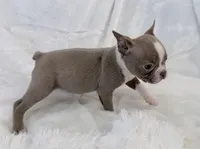 Walter, a male Boston Terrier for sale in Cincinnati, OH – 6 of 10