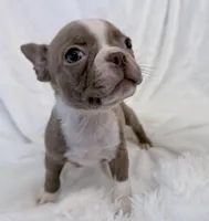 Walter, a male Boston Terrier for sale in Cincinnati, OH – 1 of 10
