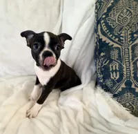Winston , a male Boston Terrier for sale in Cincinnati, OH – 5 of 6
