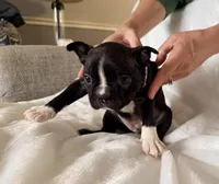 Leo, a male Boston Terrier for sale in Cincinnati, OH – Photo 3 of 4