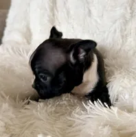 Leo, a male Boston Terrier for sale in Cincinnati, OH – Photo 2 of 4