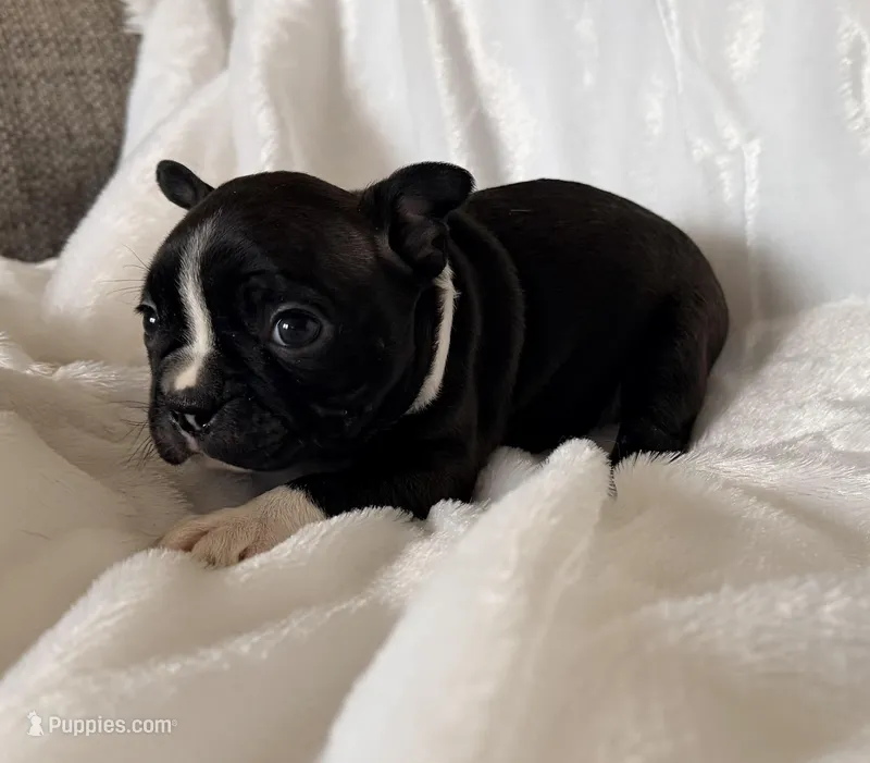 Leo – Boston Terrier puppy for sale in Cincinnati, OH