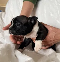 Leo, a male Boston Terrier for sale in Cincinnati, OH – Photo 4 of 4