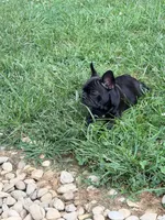 Walter, a male French Bulldog for sale in Cincinnati, OH – 6 of 6