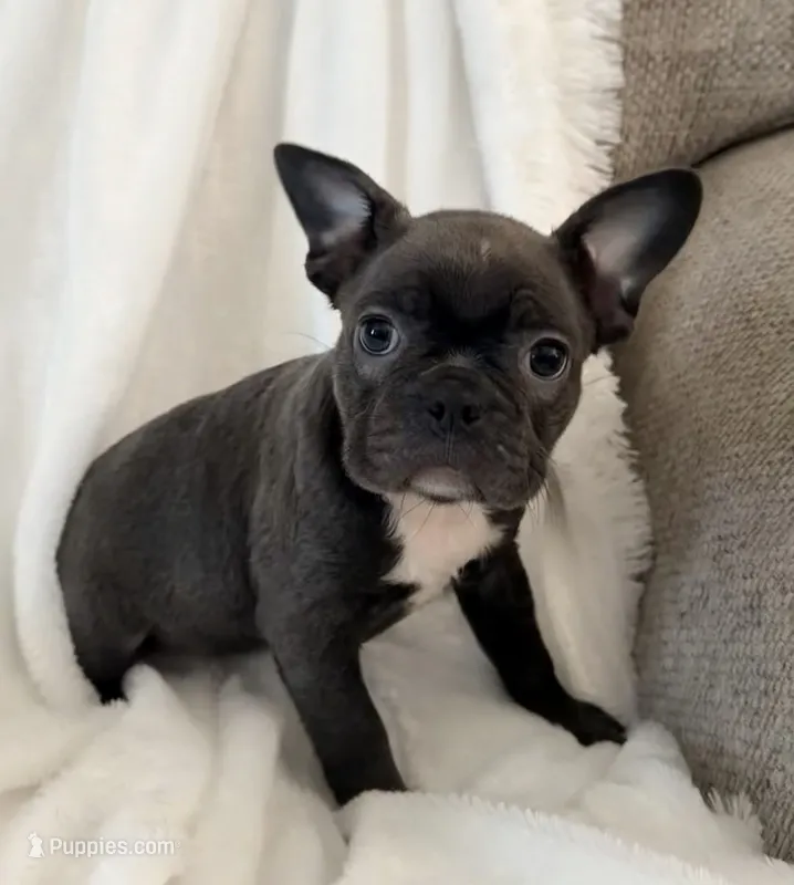 Greta – French Bulldog, Frenchton puppy for sale in Cincinnati, OH