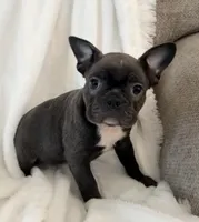 Greta, a female French Bulldog and Frenchton for sale in Cincinnati, OH – 1 of 2