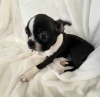 Winston , a male Boston Terrier for sale in Cincinnati, OH – 3 of 6
