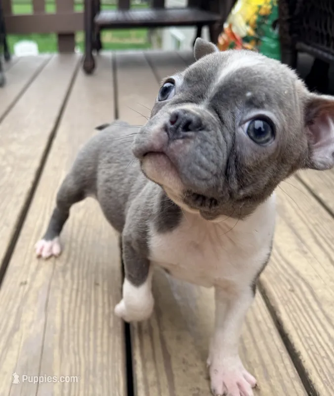 Vera - Blue Female  – Boston Terrier puppy for sale in Cincinnati, OH
