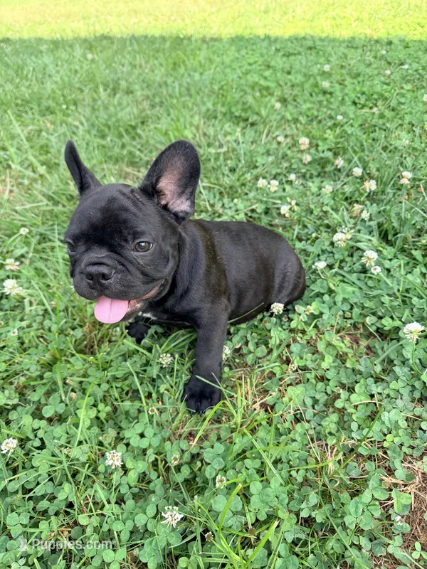 Walter – French Bulldog puppy for sale in Cincinnati, OH