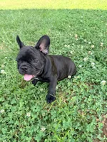 Walter, a male French Bulldog for sale in Cincinnati, OH – 1 of 6