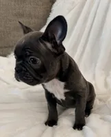Greta, a female French Bulldog and Frenchton for sale in Cincinnati, OH – 2 of 2