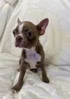 Chester - Lilac Male, a male Boston Terrier for sale in Cincinnati, OH – 6 of 6