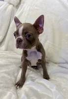Chester - Lilac Male, a male Boston Terrier for sale in Cincinnati, OH – 5 of 6
