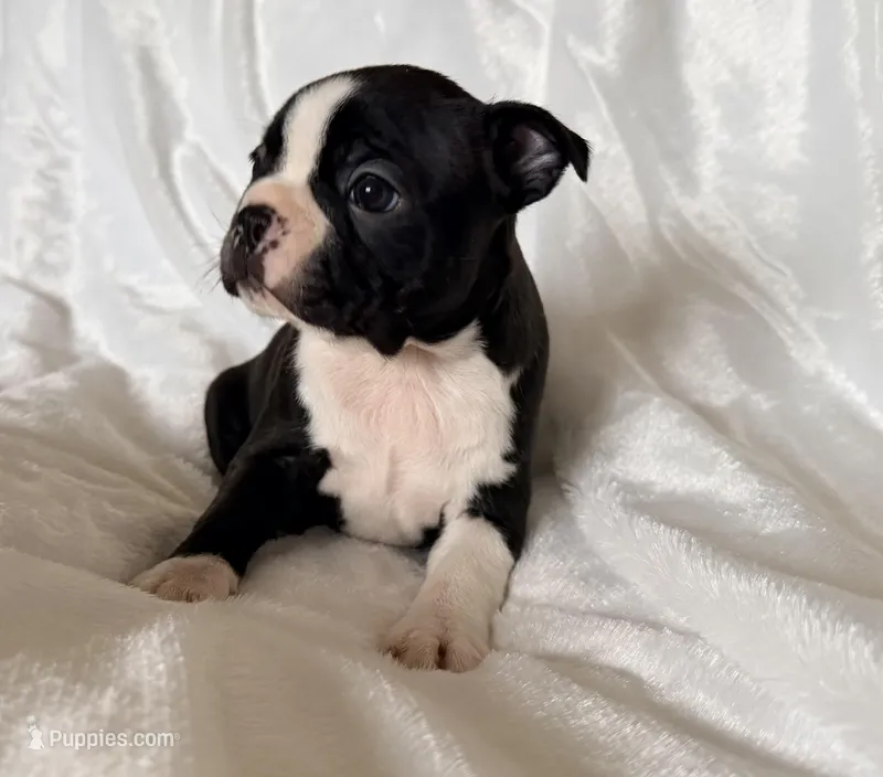 Ruby – Boston Terrier puppy for sale in Cincinnati, OH