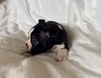 Ruby, a female Boston Terrier for sale in Cincinnati, OH – Photo 6 of 9