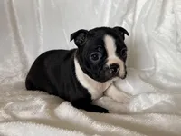 Ruby, a female Boston Terrier for sale in Cincinnati, OH – Photo 8 of 9