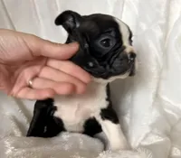 Ruby, a female Boston Terrier for sale in Cincinnati, OH – Photo 3 of 9