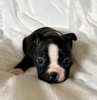 Ruby, a female Boston Terrier for sale in Cincinnati, OH – Photo 2 of 9