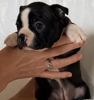 Ruby, a female Boston Terrier for sale in Cincinnati, OH – Photo 9 of 9