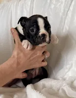 Ruby, a female Boston Terrier for sale in Cincinnati, OH – Photo 5 of 9