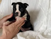 Ruby, a female Boston Terrier for sale in Cincinnati, OH – Photo 7 of 9