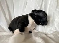 Ruby, a female Boston Terrier for sale in Cincinnati, OH – Photo 4 of 9