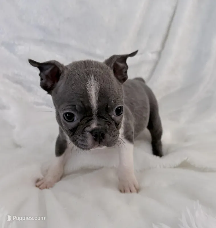 Vera - Blue Female – Boston Terrier puppy for sale in Cincinnati, OH