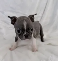 Vera, a female Boston Terrier for sale in Cincinnati, OH – 3 of 9